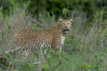 Leopard male hanging around in Sabi Sands Game Reserve in the Greater Kruger Region in South Africa