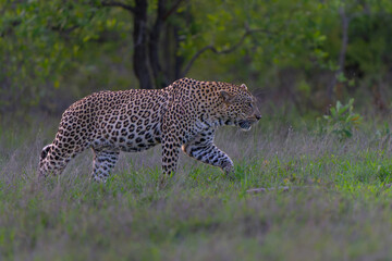 Obraz premium Leopard male hanging around in Sabi Sands Game Reserve in the Greater Kruger Region in South Africa