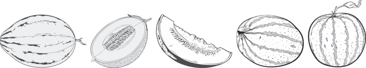 Melon Collection, Black and White Vector Illustration