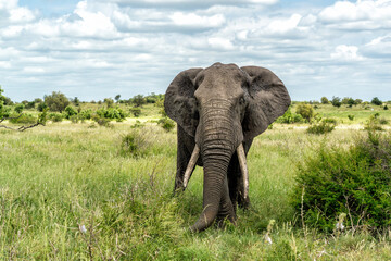Fototapeta premium Elephant bull hanging around and searching for food and water in the Kruger National Park in South Africa