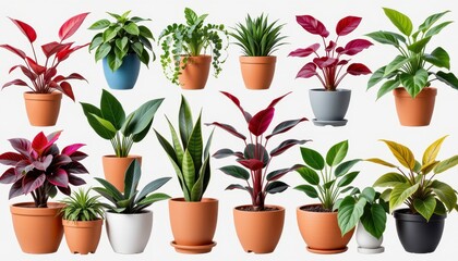 Obraz premium Diverse Indoor Plants in Pots Arranged on Neutral Background for Home and Office Decor