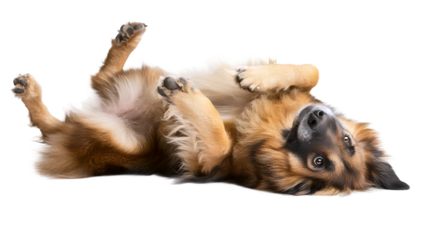 German Shepherd Playtime