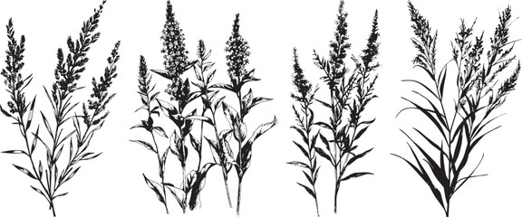 Vector Floral Set: Black and White Wild Grass Illustration.
