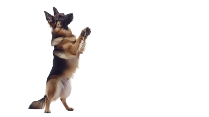 Upright Loyal Canine