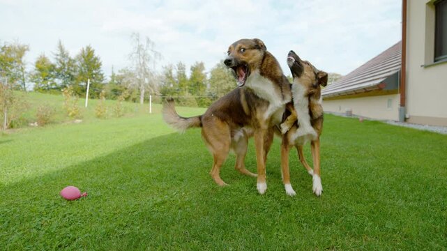 SLOW MOTION, CLOSE UP: Energetic and playful fight between dog brother and sister. Two mixed breed dog jumping, wrestling and nipping on a green garden lawn. Genuine canine joy while playing outside.
