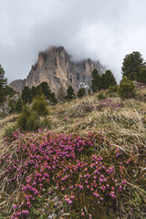 Sassolungo mountain peak partially in clouds, rocky slope with sign and alpine flowers in Dolomites, Italy.