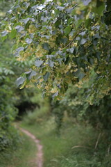Linden blossoms on a tree in a park in springtime