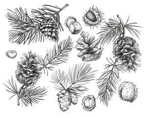 A set of detailed botanical pinecones in vintage engraving style. Great for packaging, invitations, or wall art. Pencil sketch