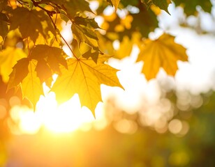 Obraz premium Autumn leaves bathed in golden sunlight