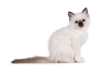 Adorable seal point Sacred Birman cat kitten, sitting up side ways. Looking straight to camera with breed specific blue eyes. Isolated on a white background.