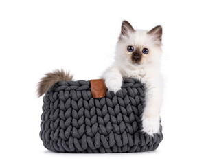 Adorable seal point Sacred Birman cat kitten, sitting in knitted basket. Looking straight to camera with breed specific blue eyes. Isolated on a white background.