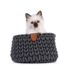 Adorable seal point Sacred Birman cat kitten, sitting in knitted basket. Looking straight to camera with breed specific blue eyes. Isolated on a white background.