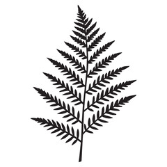 fern leaf isolated on white