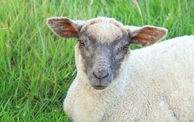 Closeup portrait of a lamb lying in grass in field on farmland in rural Ireland in summertime