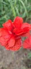 red poppy flower