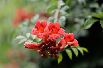 Trumpet plant (Campsis radicans) in the garden after rain
