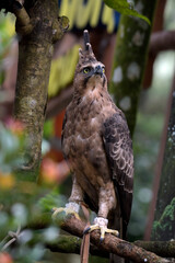 Javan hawk eagle on a tree branch