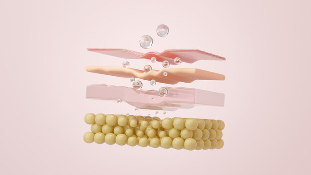 Hyaluronic Acid deep hydration penetrating dehydrated skin layer 3D