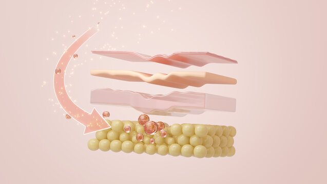 Growth Factor EGF targeting hypodermis for deep skin repair 3D
