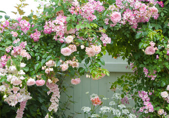 アンティークな壁と薔薇2