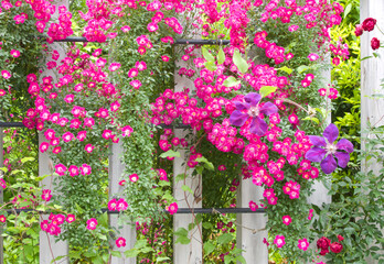 ピンクのつる薔薇とテッセン