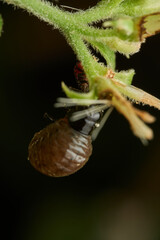 Tiny bug captured in perfect focus
