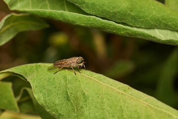 Tiny bug captured in perfect focus