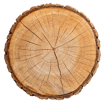 top view cross section of ancient tree trunk, isolated PNG transparent background