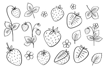 Strawberry vector doodle illustrations set, flowers, leaves and half of berry outline sketch, hand drawn icon of summer food