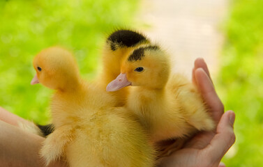 Yellow ducklings in hands on grass background. Mulard chicks.