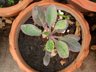 Closeup of curly Kale growing in the vegetables garden.