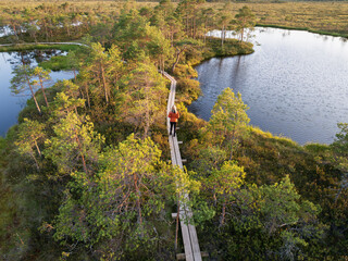 Aerial drone view: a tourist on a wooden eco-trail explores the picturesque Marimetsa bog in Estonia among pine trees and lakes.