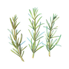 Watercolor illustration of three rosemary sprigs. Hand-painted culinary herbs on white background. Perfect for food packaging, recipe books, kitchen decor, branding, and organic product design.