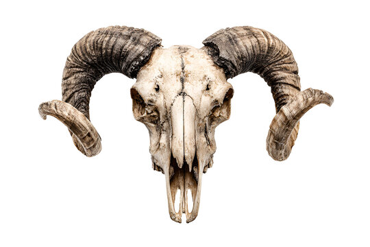 Bighorn Sheep Skull, Ancient Horns, Animal Remains, Wildlife, Nature, Death, Black Background, Bone  - Powered by Adobe