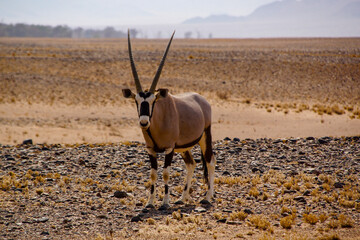 South African Oryx antelope (Oryx gazella) with long straight horns, on a dry rocky plain, Namibia