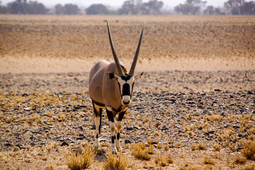 South African Oryx antelope (Oryx gazella) in attentive posture, on a dry rocky plain, Namibia