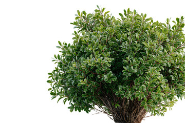 Obraz premium A dense green shrub with many leaves isolated on transparent background