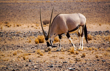 South African Oryx antelope (Oryx gazella) with long straight horns, feeding on the sparse...