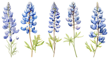 Naklejka premium PNG Vibrant watercolor lupine illustration, element set on transparent background