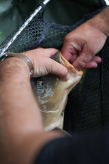 Removing Fishing Hook from Freshly Caught Carp – Angling Detail Shot