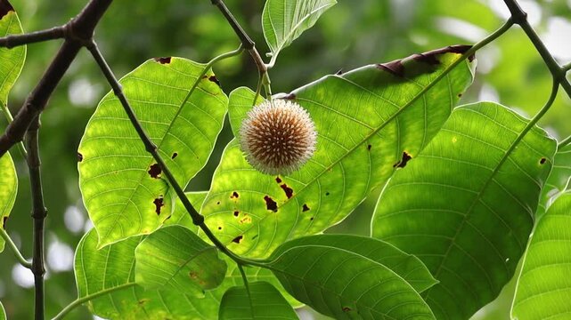Neolamarckia cadamba flower in full bloom, vibrant green leaves. Also known as Kadam, Kodom, Leichhardt pine, Burflower tree, Anthocephalus indicus.