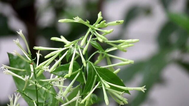 Close-up Night Blooming Jasmine buds swaying in wind with nature bokeh. Cestrum nocturnum, also known as night scented jessamine.
