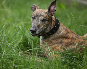 Portrait of brindle colored greyhound outdoor