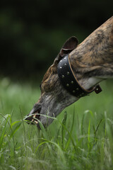Brindle colored greyhound outdoor eating grass