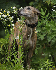 Portrait of brindle colored greyhound outdoor