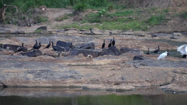 Rocky riverbank with birds resting, including cormorants and an egret, near Maha Oya