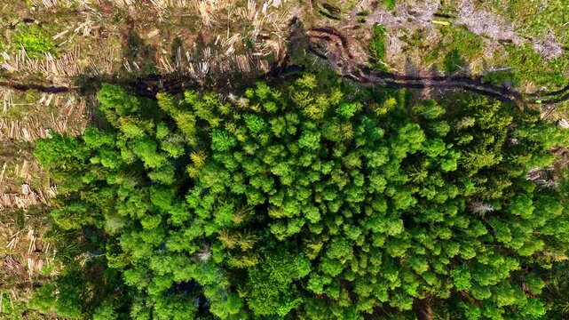 Aerial view of small dense forest surrounded by deforested land
