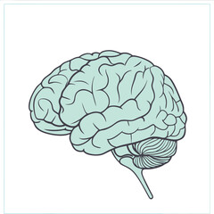 human brain vector