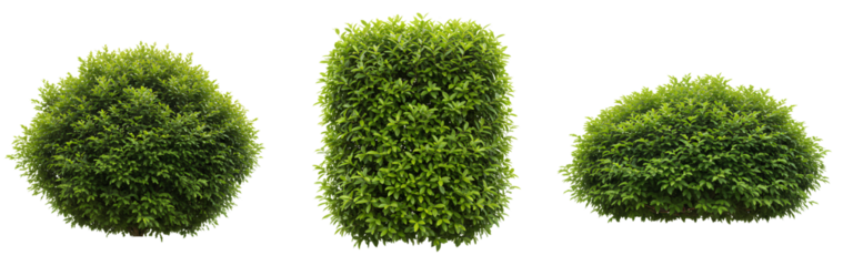Green bush set PNG. bushy bush isolated for landscape design, garden visuals and outdoor environment elements. Bushy green shrub PNG. Set of shrubs isolated