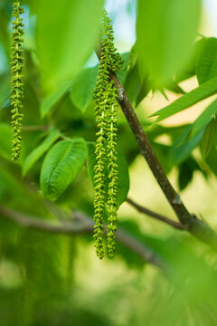 Walnut tree catkins in springtime